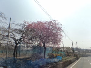 DSC04290