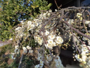 DSC04299