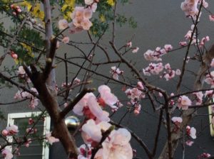 ミモザとあんず