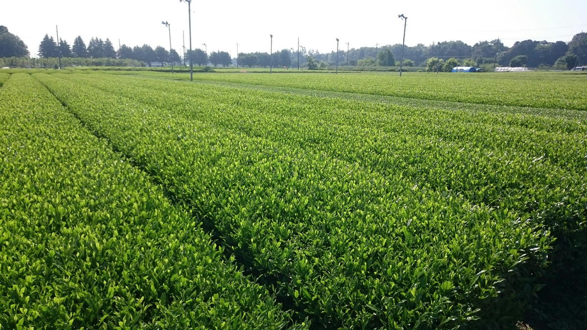狭山茶 新茶 埼玉県の工務店 ヒロ建工